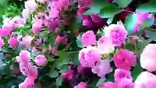 nature wonder flowers EPISODE 2 WHY NATURE IS SO BEAUTIFUL