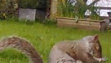 Meet the Cutest Squirrel Footage You'll Adore