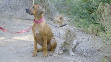 Meet Ruuxa the Cheetah and Raina the Dog: Unlikely Friends for Life