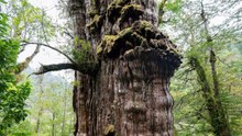 Chile Cypress Could Be World's Oldest Tree
