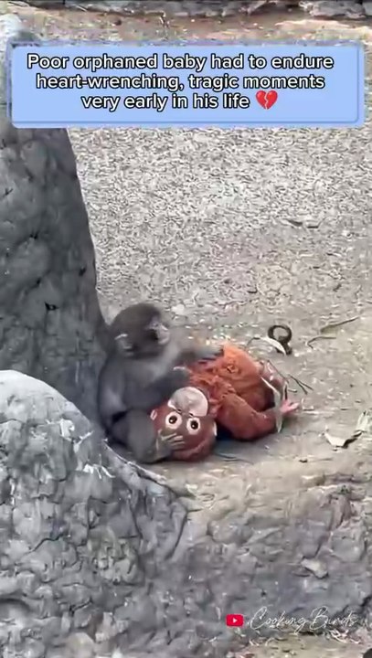 Little monkey Punch got attacked by older monkeys
