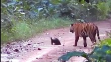 Bal Porsuğu vs Kaplan | Honey Badger vs Tiger #animals #wildlife