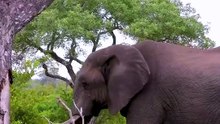 Amazing Elephant Moments Across African Savanna