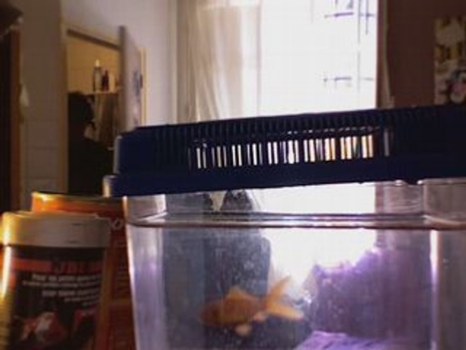 Le poisson