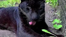 Rarest Animals On Earth