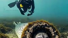 Scuba Diver Saves Stranded Seal from Entrapment! #rescue #animals #wildlife