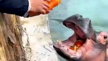 Hippopotamus full of vitamins hippopotamus wild animals zero distance