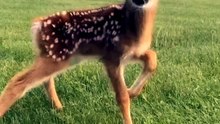 Animal transformation  Funny zebra #animalshorts #animals #zebra #funny