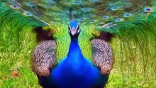 Peafowl bird  Peacock sound     #birds #peacocksound