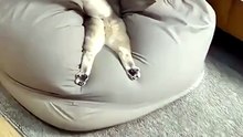 funny animal video  #shots #funny #animals #video