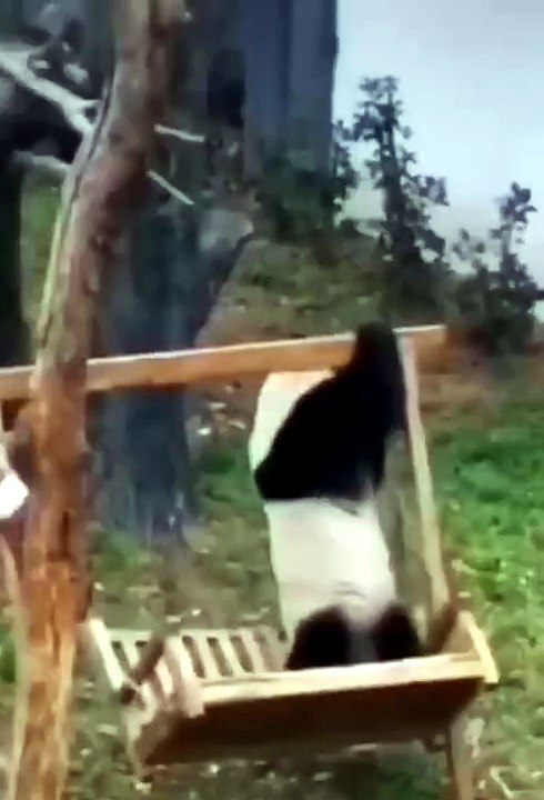 funny animals video