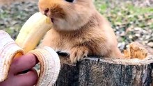 The little rabbit who loves to eat bananas Cute pet debut plan Rabbit Pastoral cute pet