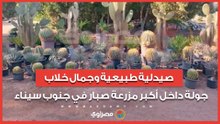 صيدلية طبيعية وجمال خلاب.. جولة داخل أكبر مزرعة صبار في جنوب سيناء