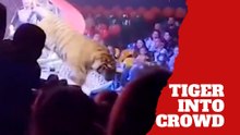 Tiger jumps into crowd after circus barrier collapses