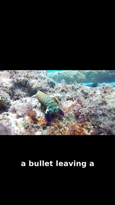 This Tiny Shrimp Punches Harder Than a Bullet 🦐💥