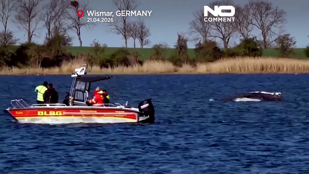 Buckelwal Timmy steckt weiter im seichten Wasser in Norddeutschland fest