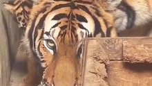 Les animaux ont la même sagesse que les humains ! 🥰🐅