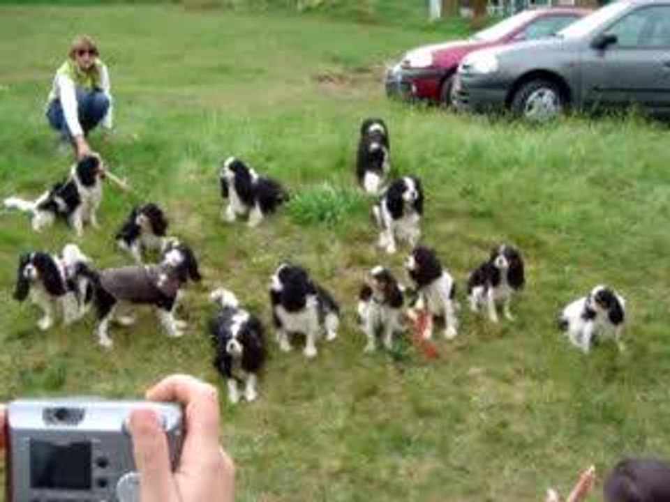 Merci les chiens !