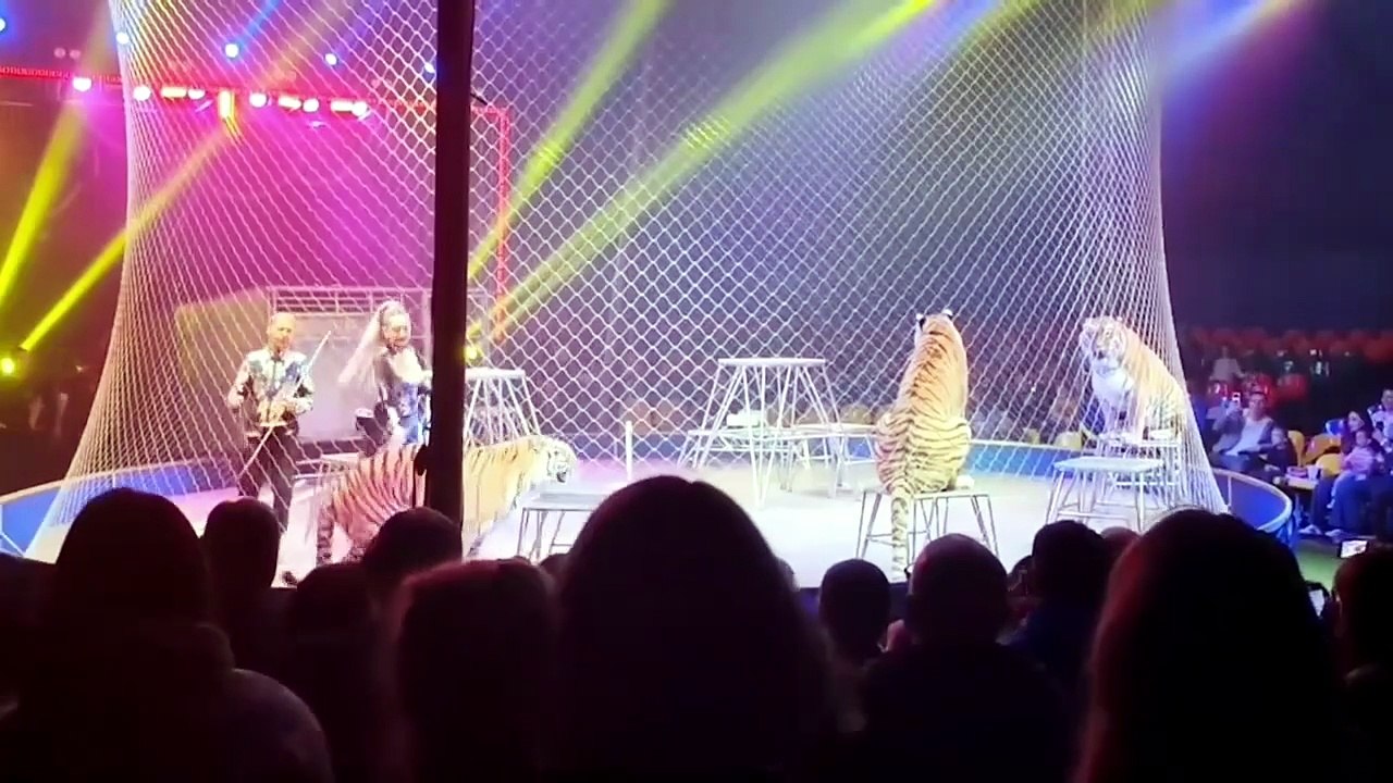 Un tigre de cirque bondit dans le public