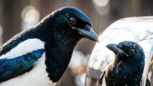 Magpie Mirror Curiosity Scene