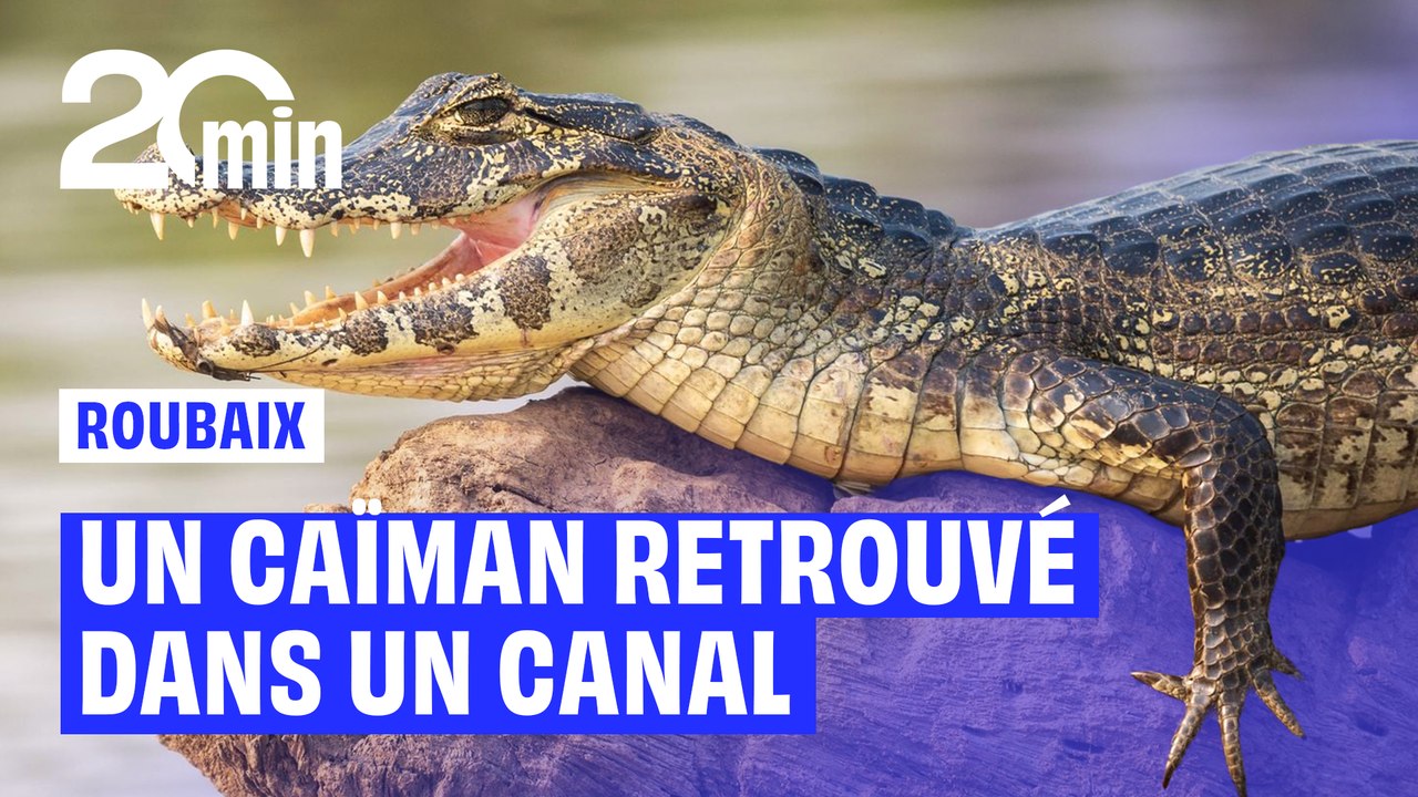 Un pêcheur remonte un caïman mort dans le canal de Roubaix