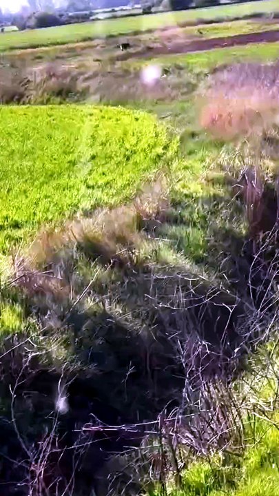 Los lobos ya se pasean a plena luz del día por la comarca burgalesa de Odra-Pisuerga