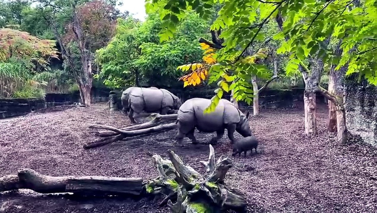 Que Significa Soñar con Rinocerontes - Significado de Soñar con un Rinoceronte