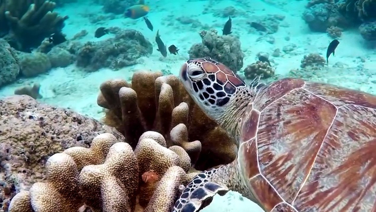 Que Significa Soñar con Reptiles - Significado de Soñar con un Reptil