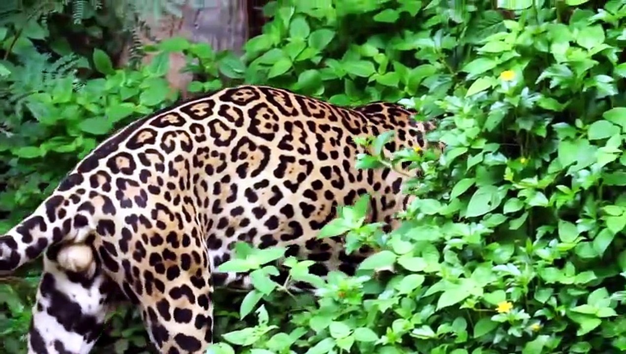 Que Significa Soñar con Pumas - Significado de Soñar con un Puma