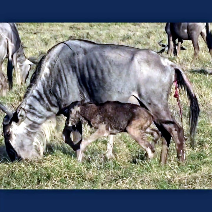 Adorable! This minutes old newborn baby wildebeest finds its legs