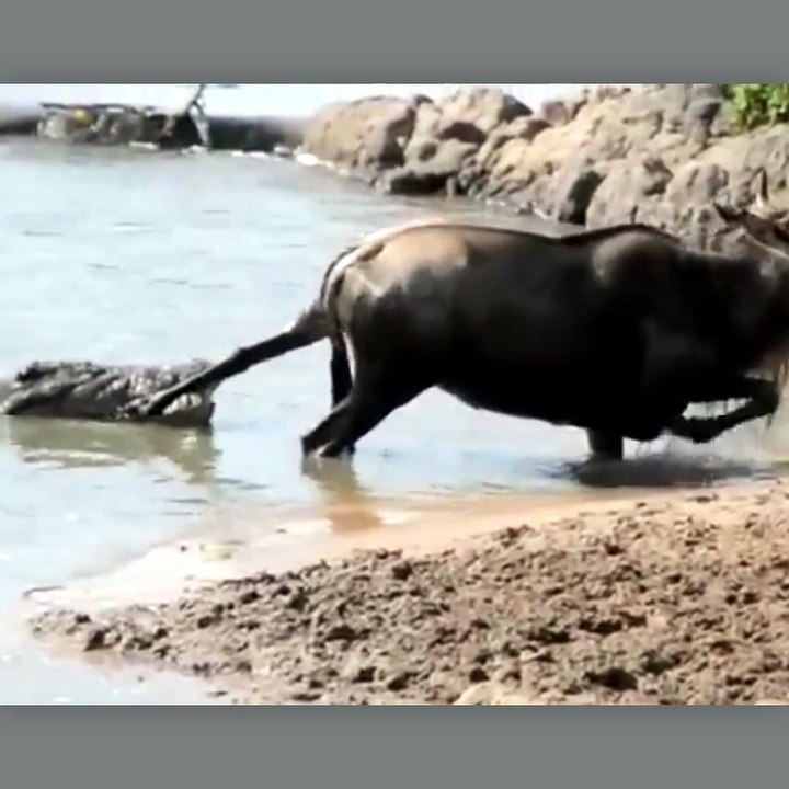 Noble Wildebeest vs. Massive Crocodile
