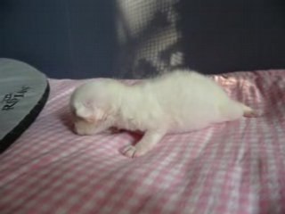 les premiers jours d'un bb sacré de birmanie