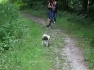 promenade en forêt la suite