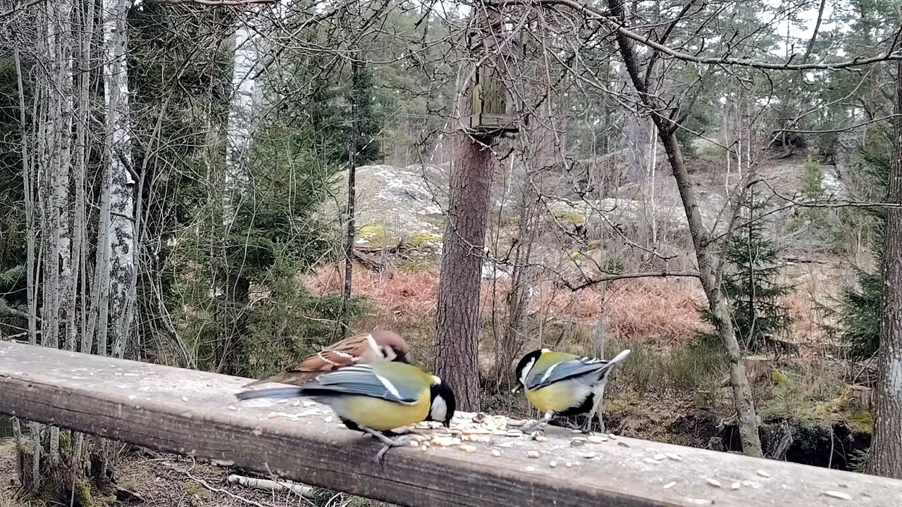 Backyard Breakfast: Great Tits and Tree Sparrows on the Deck 🐦🥜