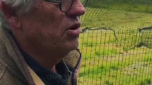 Grippe aviaire : comment cet éleveur a-t-il adapté ses façons d’élever ses poules ? 🐔
