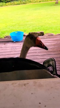 Tooey getting embarrassed because she got caught spying. | #SparklegleamFarm #Tooey #homestead #Lemongrab #geese #farmanimals #UNACCEPTABLE #cute