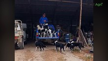 Watch young working dogs trained to jump onto a ute