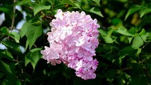 Lilac Blossoms in Spring