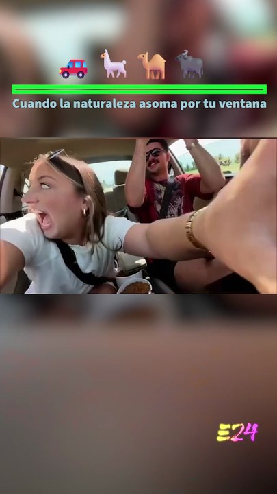 Cuando la naturaleza asoma por tu ventana 🚗🦙🐃🐪 Nature.