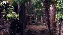 A Maldição do Açúcar (2025) (1/2)