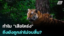 ทำไม "เสือโคร่ง" ถึงยังถูกล่าไม่จบสิ้น?| เที่ยงทันข่าว |22 เม.ย. 69