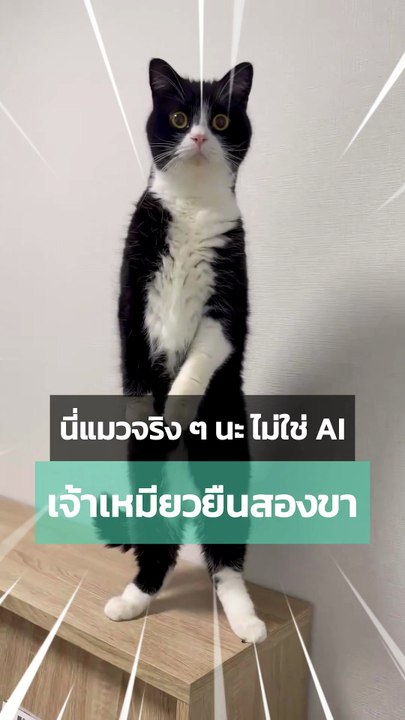 น้องแมวยืนสองขา แวบแรกนึกว่า AI แต่บอกเลยนี่แมวจริง ๆ นะ