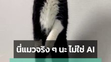 น้องแมวยืนสองขา แวบแรกนึกว่า AI แต่บอกเลยนี่แมวจริง ๆ นะ