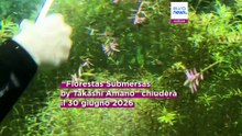 L'Oceanario di Lisbona dice addio alle "Foreste sottomarine"