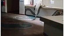 Crocodilo invade recepção de hotel à procura de comida. Há vídeo