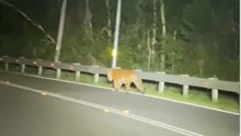 老虎在东西大道散步   被车笛吓坏逃入森林