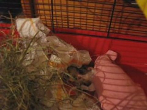 Bébés Hamsters ,premières disputes