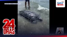 Babaeng leatherback sea turtle, inanod sa dalampasigan ng Iloilo | 24 Oras