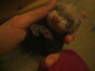 Petite Eglantine dans ses rêves