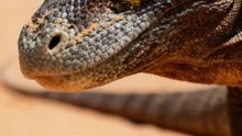 Çöl'de Deve ile Komodo Ejderi'nin Savaşı